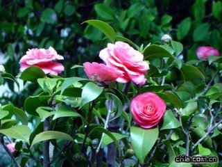 ɽ軨ʩʼg