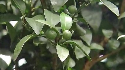 ʵôʩ