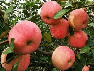 NֲOʲôrʩʩʲô