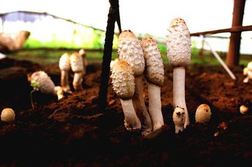 ݸԸľԽնδɸ