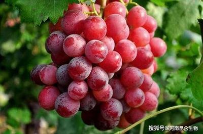 tёԓʩӛס@c