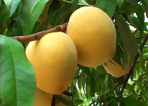 SôNֲSҷNֲg