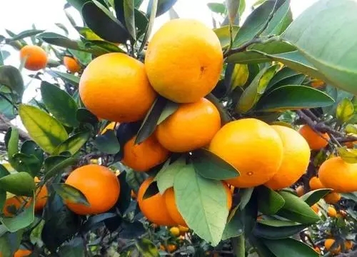 NֲӘ䑪ԓʩӘʩʼg