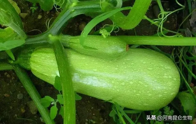 JcʲôЩʩʼ