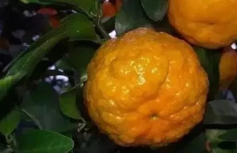 پ~ԭʲôЩη