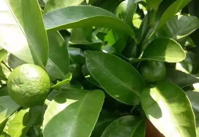 ʵʲôʩʩʼ