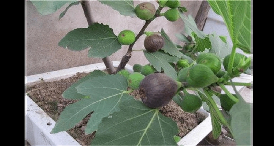 oȱôkoNֲʲô
