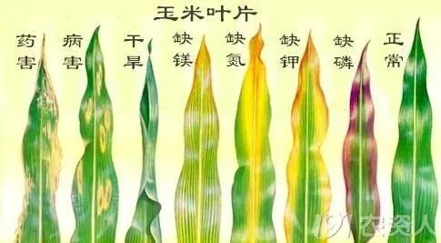 ȱʰYʲôγCȱ