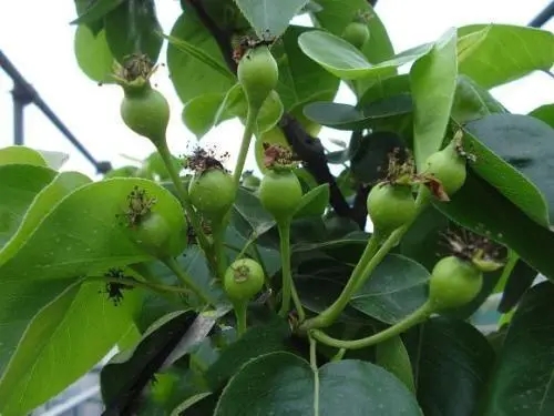 ڑʩʩ