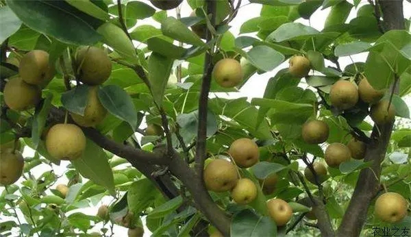 ڑʩʩ