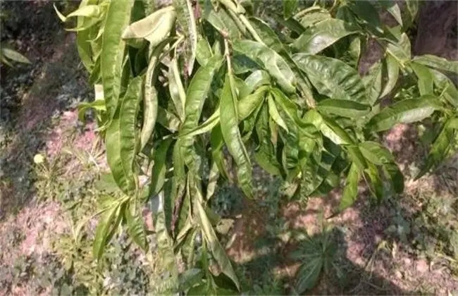 ҘȱVİYFaȴʩ