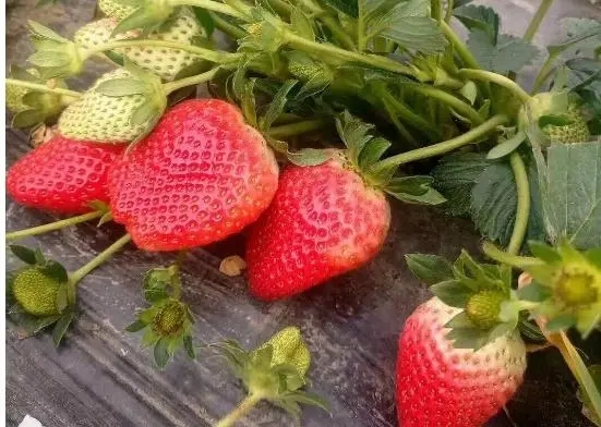 ݮԓʩݮʩʼg