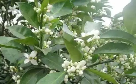 _ʩʆ_ڷ