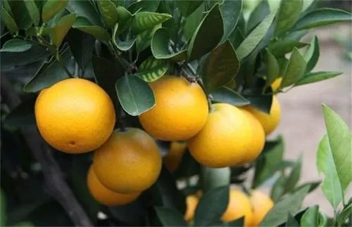 ӘMзˮӘNֲ
