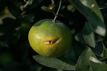 Ƥ_Īҕ